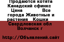 Продаются котята Канадский сфинкс › Цена ­ 15 000 - Все города Животные и растения » Кошки   . Свердловская обл.,Волчанск г.